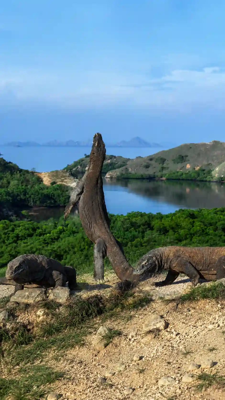 Komodo Island